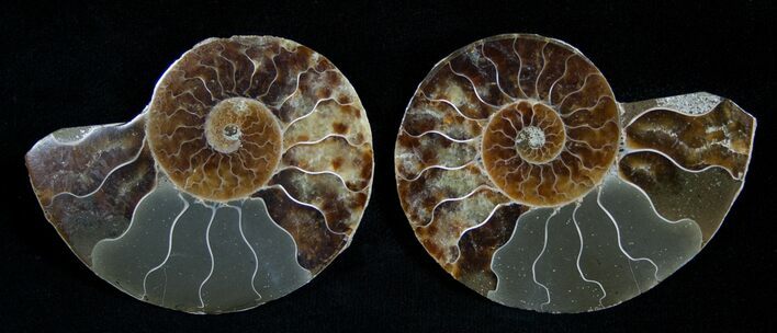 / Inch Polished Ammonite (Pair) #1976